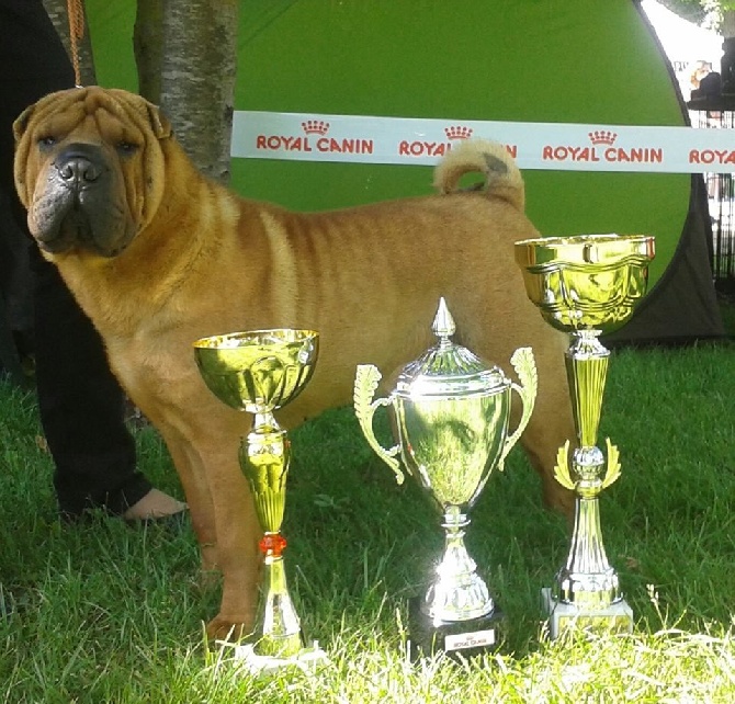 De L'Esprit De Buchido - exposition canine LIBOURNE 33