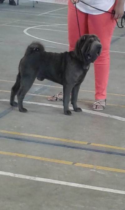 De L'Esprit De Buchido - exposition canine VILLENEUVE sur LOT