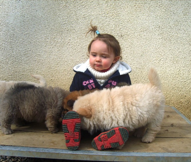 De L'Esprit De Buchido - les enfants et les chiots .....