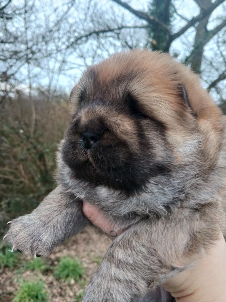 De L'Esprit De Buchido - Chiot disponible  - Chow Chow