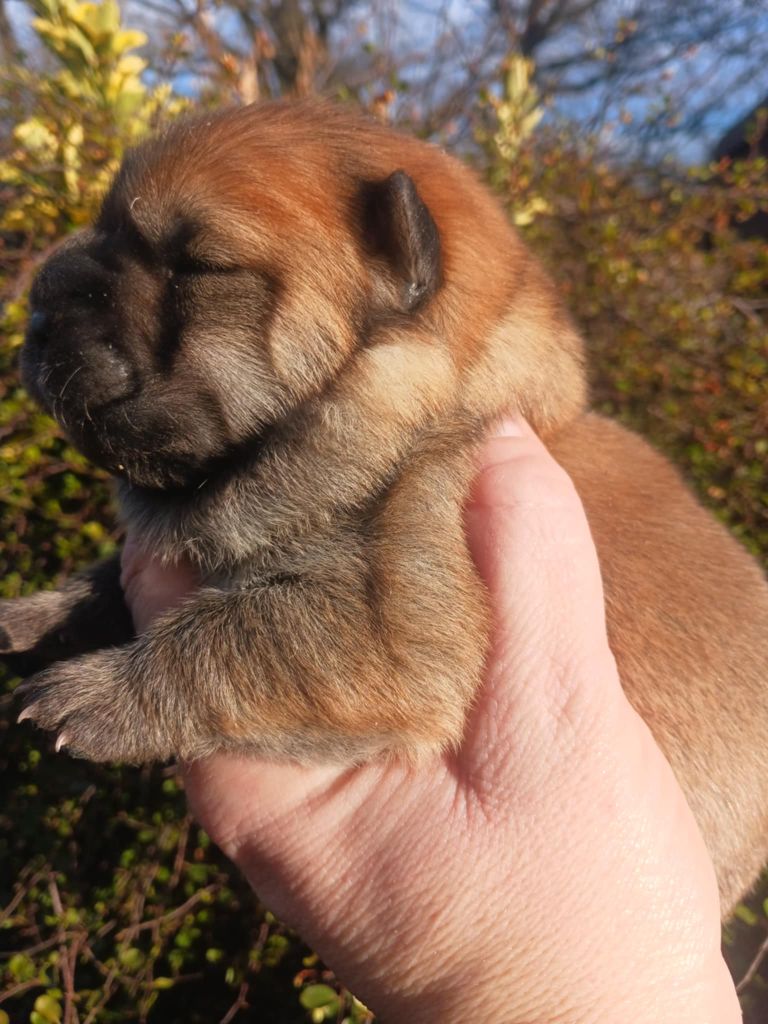 De L'Esprit De Buchido - Chiot disponible  - Chow Chow