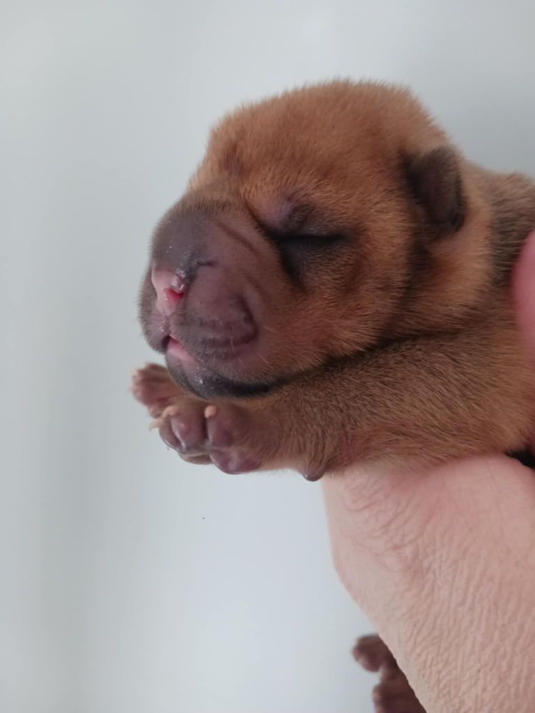 De L'Esprit De Buchido - Chiot disponible  - Shar Pei