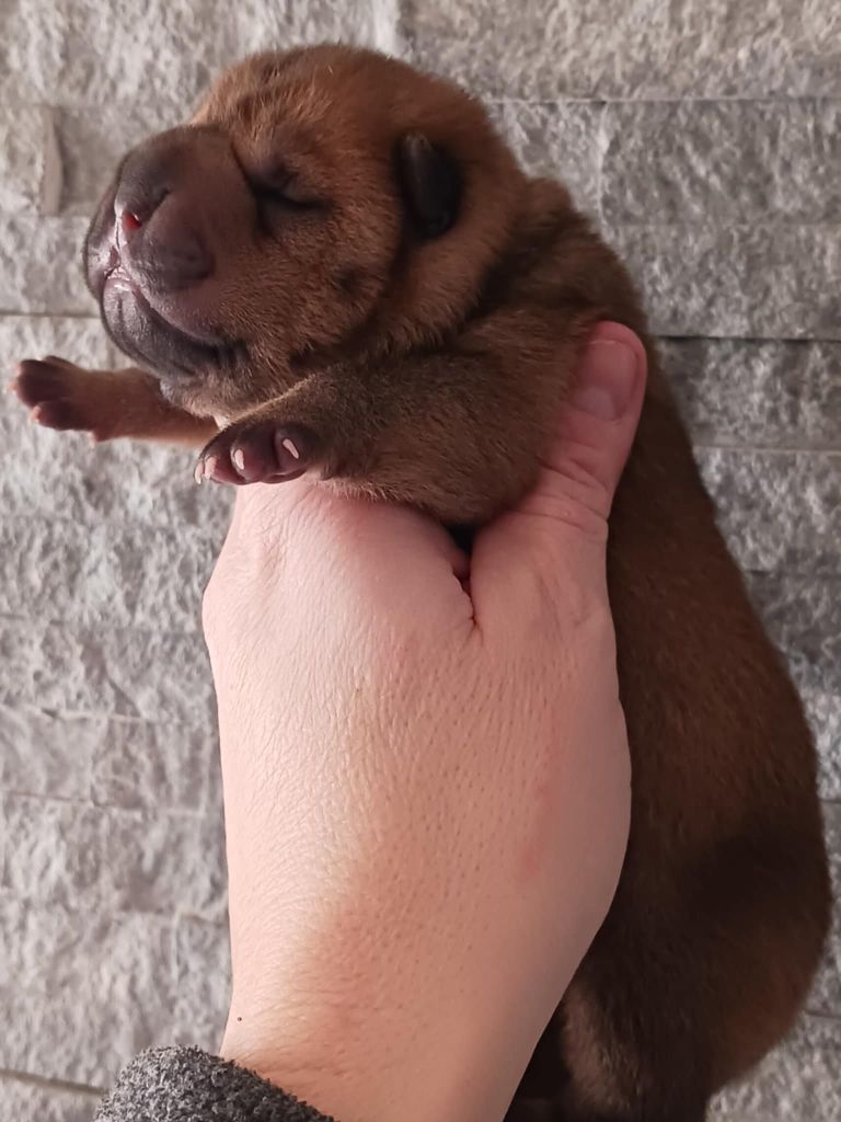 De L'Esprit De Buchido - Chiot disponible  - Shar Pei