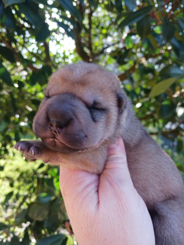 De L'Esprit De Buchido - Chiot disponible  - Shar Pei