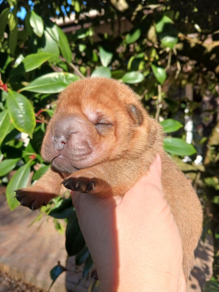 De L'Esprit De Buchido - Chiot disponible  - Shar Pei