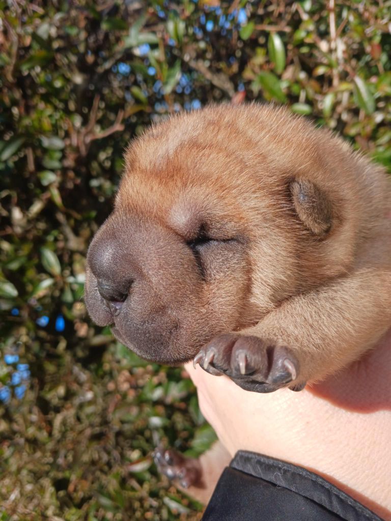 De L'Esprit De Buchido - Chiot disponible  - Shar Pei