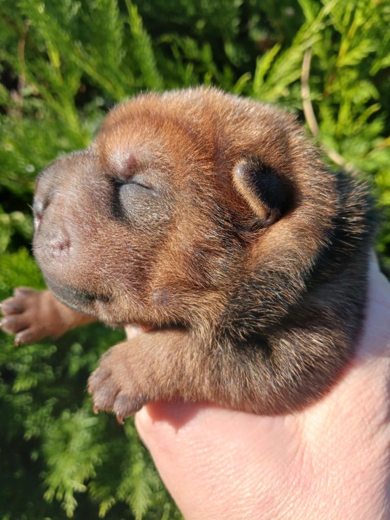 De L'Esprit De Buchido - Chiot disponible  - Shar Pei