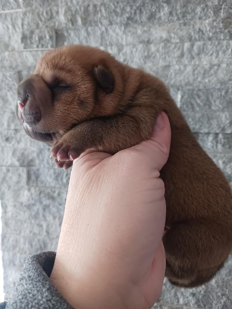 De L'Esprit De Buchido - Chiot disponible  - Shar Pei