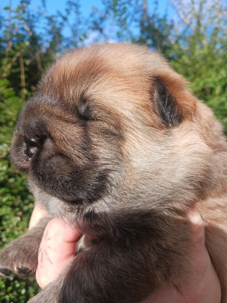 De L'Esprit De Buchido - Chiot disponible  - Chow Chow