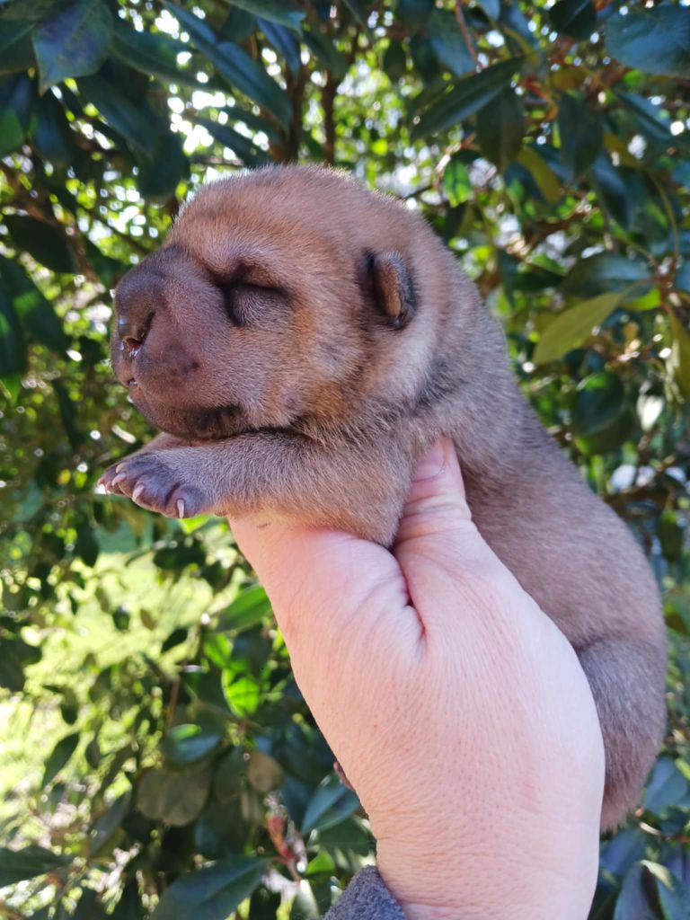 De L'Esprit De Buchido - Chiot disponible  - Shar Pei