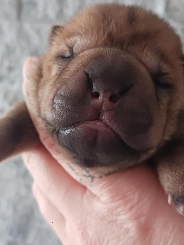 De L'Esprit De Buchido - Chiot disponible  - Shar Pei