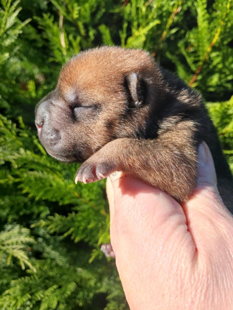 De L'Esprit De Buchido - Chiot disponible  - Shar Pei