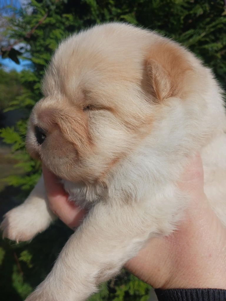 De L'Esprit De Buchido - Chiot disponible  - Chow Chow