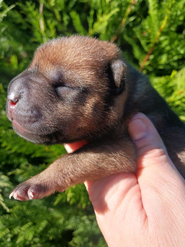 De L'Esprit De Buchido - Chiot disponible  - Shar Pei