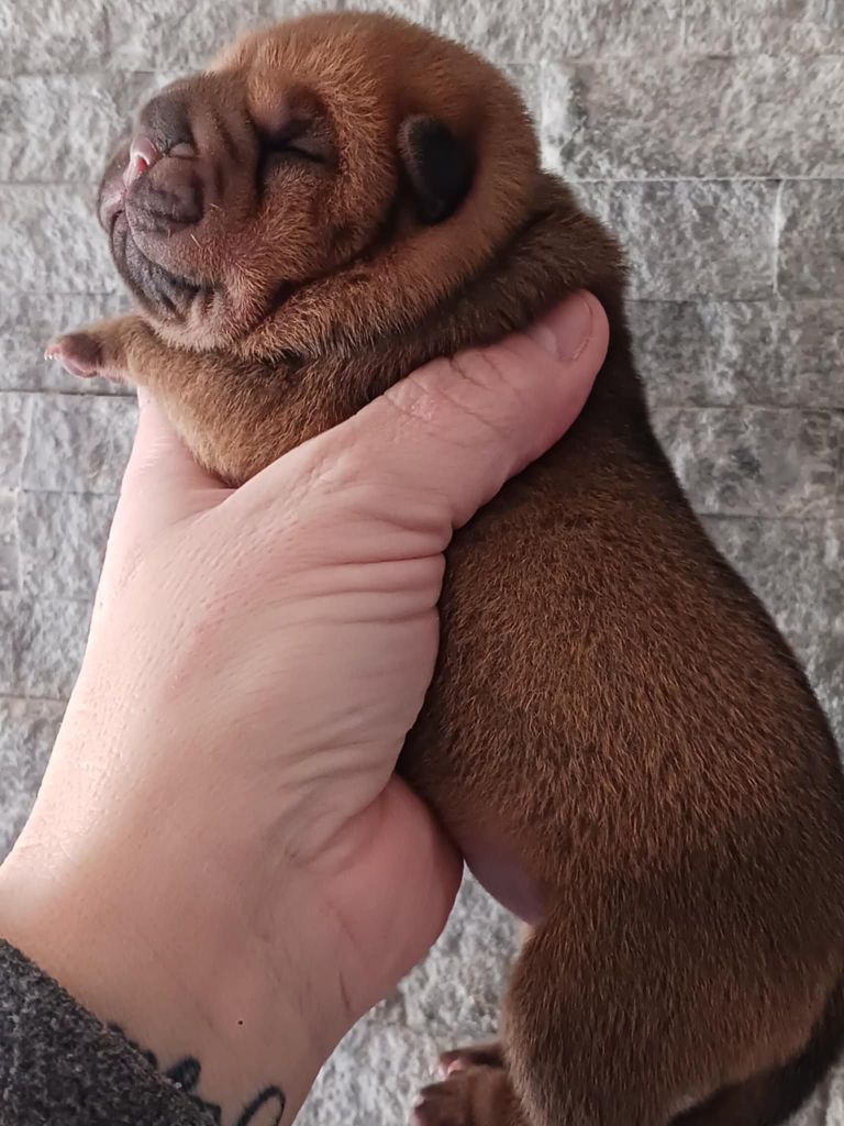 De L'Esprit De Buchido - Chiot disponible  - Shar Pei