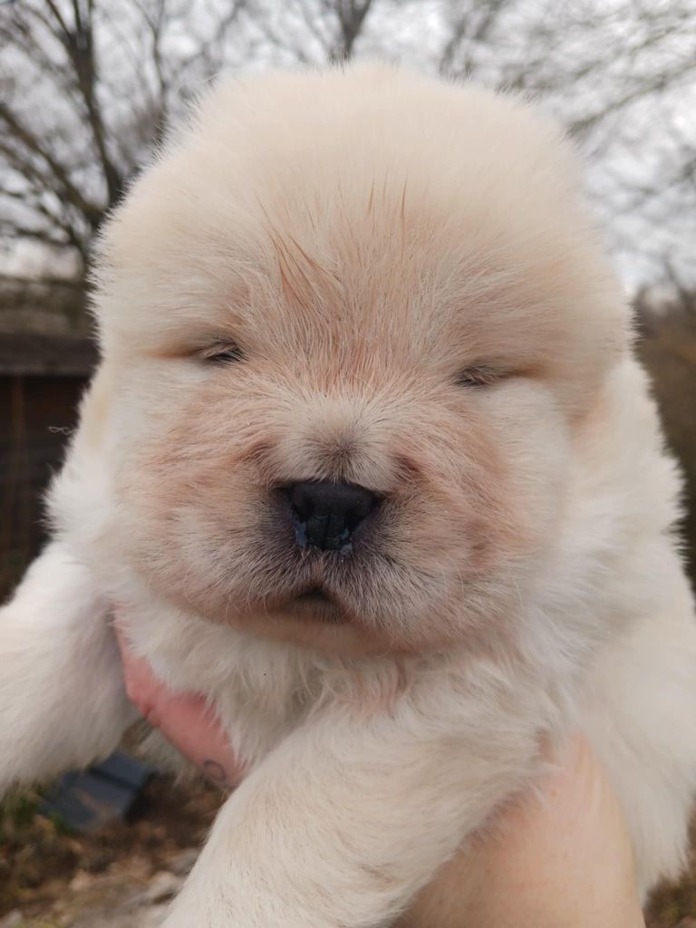 De L'Esprit De Buchido - Chiot disponible  - Chow Chow