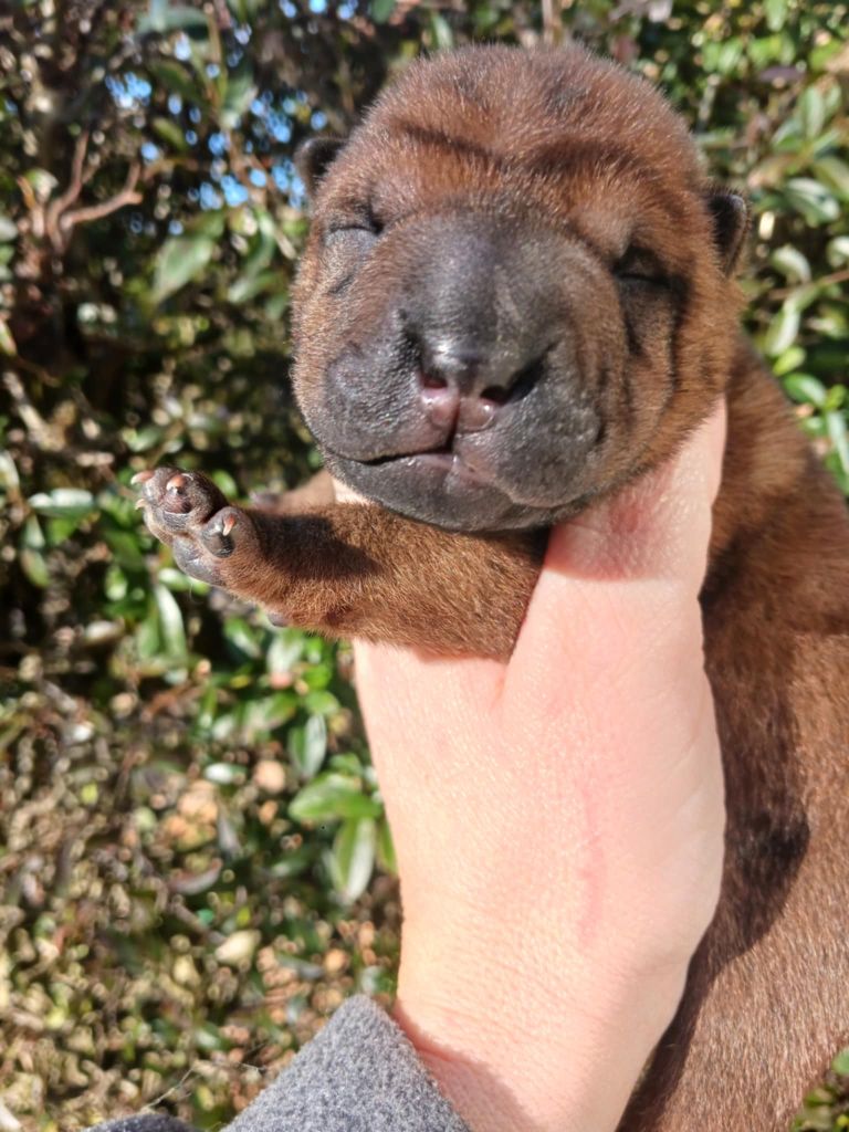 De L'Esprit De Buchido - Chiot disponible  - Shar Pei