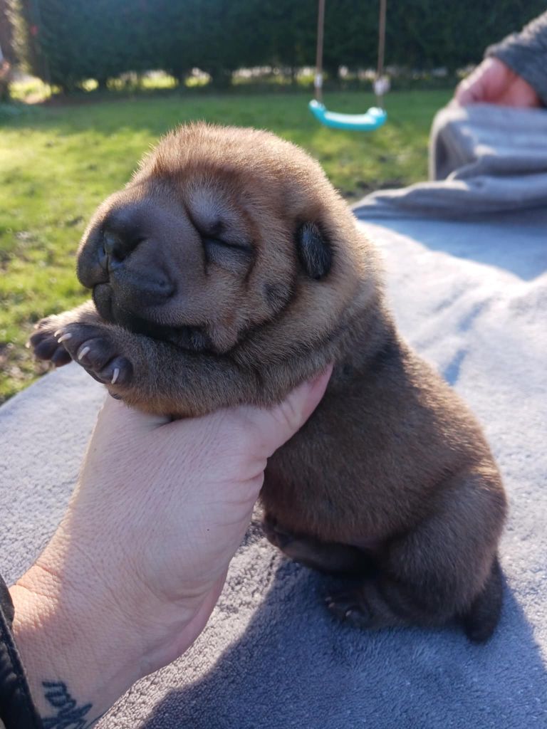 De L'Esprit De Buchido - Chiot disponible  - Shar Pei