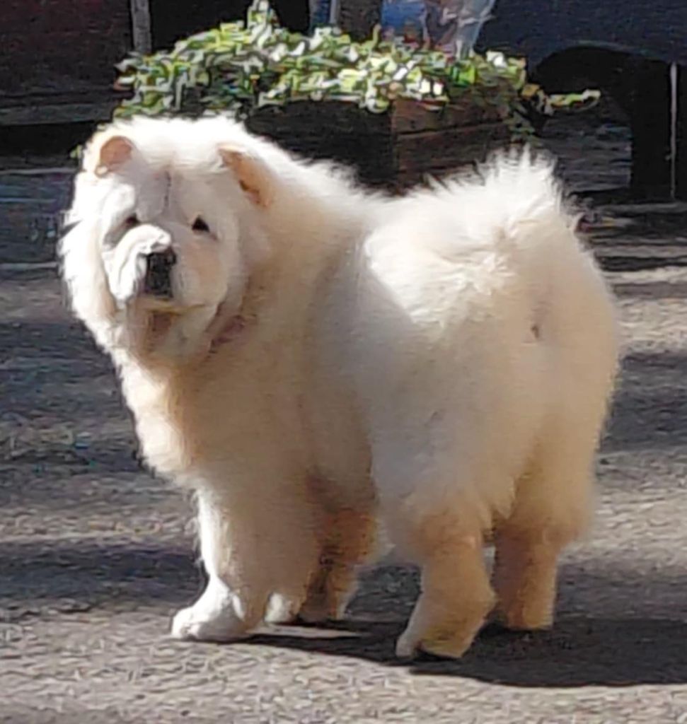 Apache-astone (Sans Affixe)