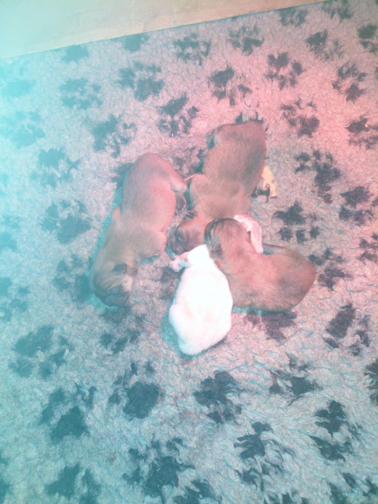 les BBs  sont nés...