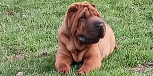 UU de l'ESPRIT DE BUCHIDO ,