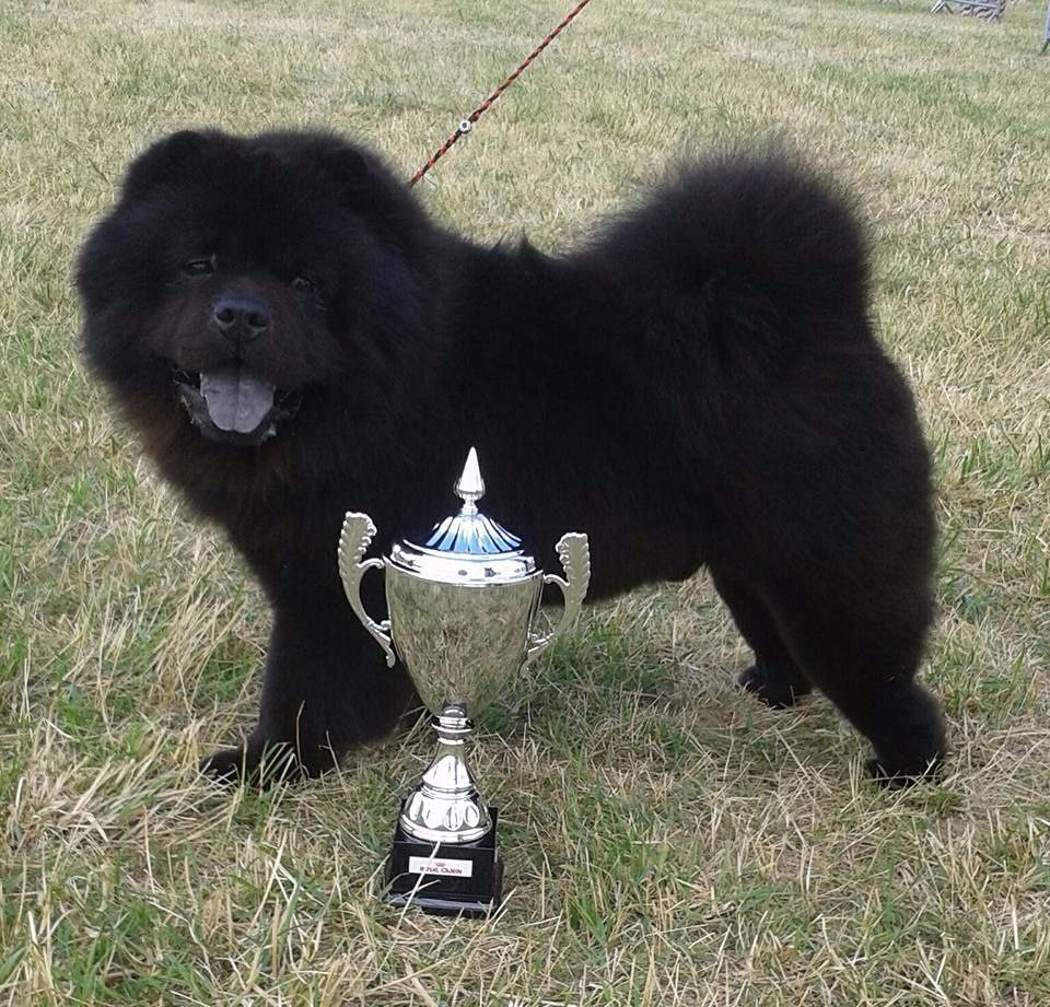 De L'Esprit De Buchido - exposition canine nationale de TARBES