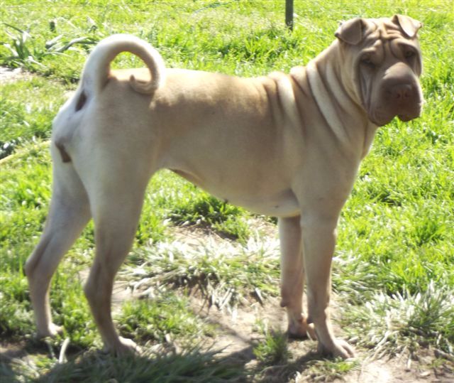 De L'Esprit De Buchido - exposition canine de HERM ce dimanche 28 mai...