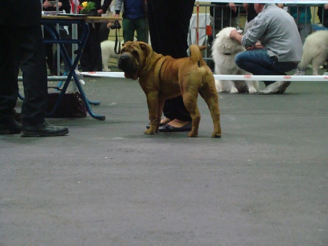 De L'Esprit De Buchido - exposition canine de PAUle 17 04 2016
