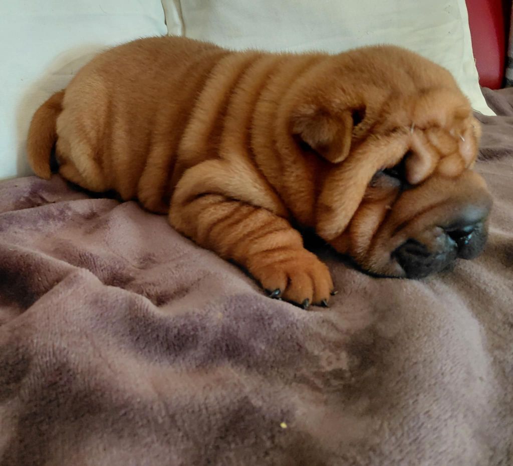 De L'Esprit De Buchido - Chiots disponibles - Shar Pei