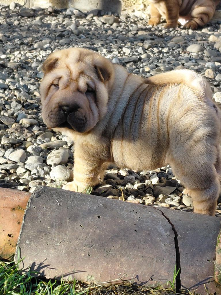 De L'Esprit De Buchido - Chiots disponibles - Shar Pei