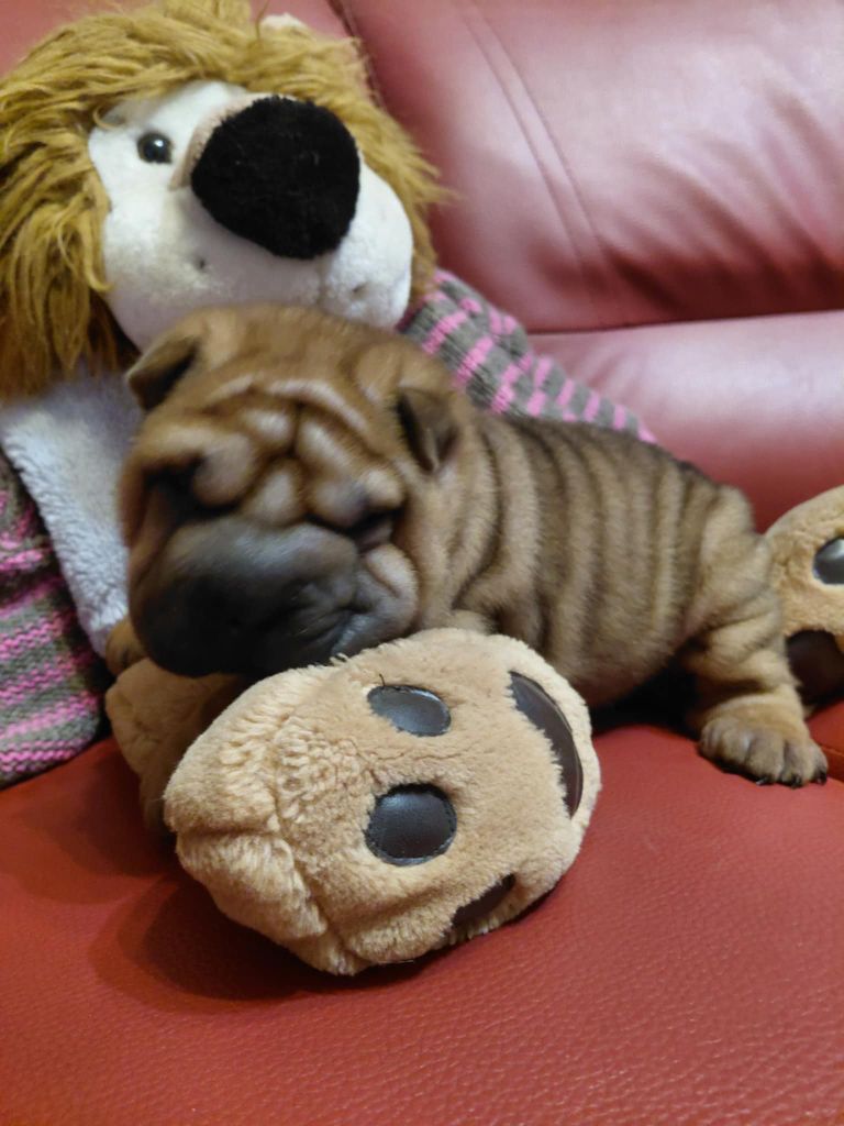 De L'Esprit De Buchido - Chiots disponibles - Shar Pei