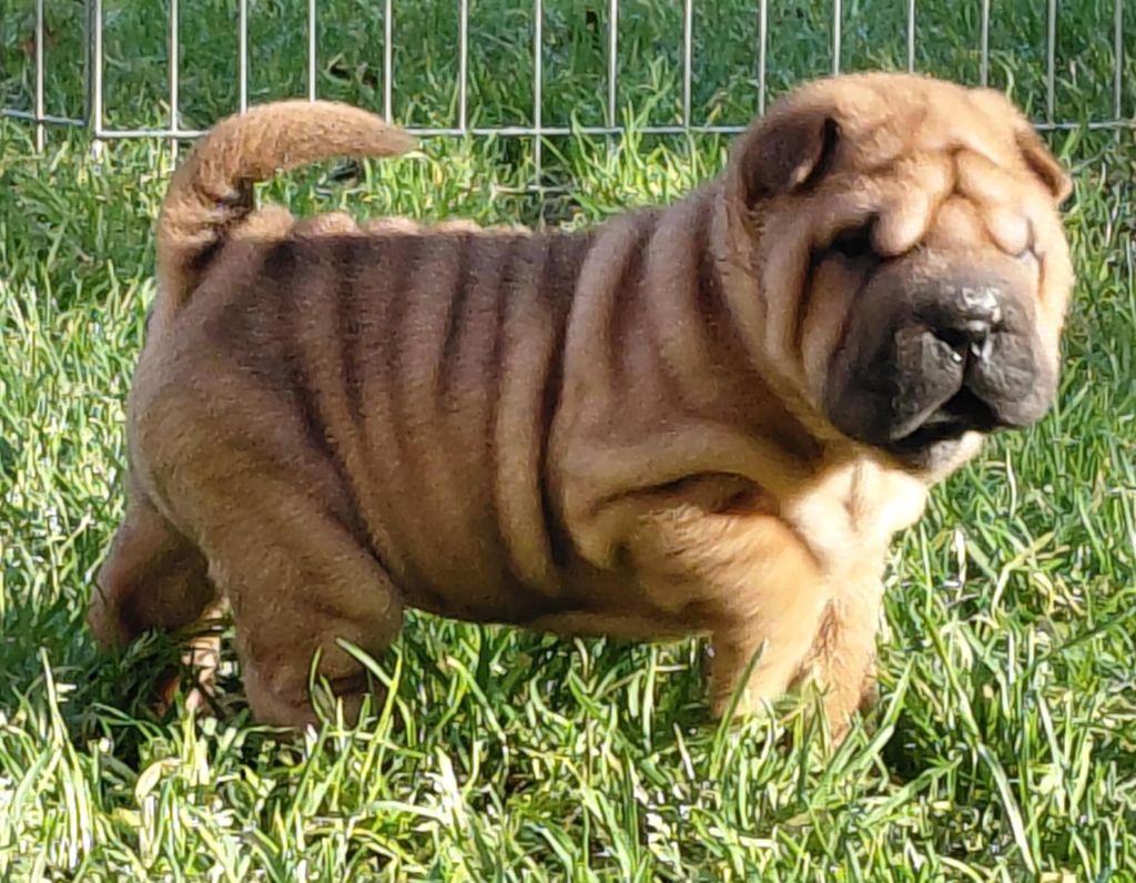 De L'Esprit De Buchido - Chiots disponibles - Shar Pei