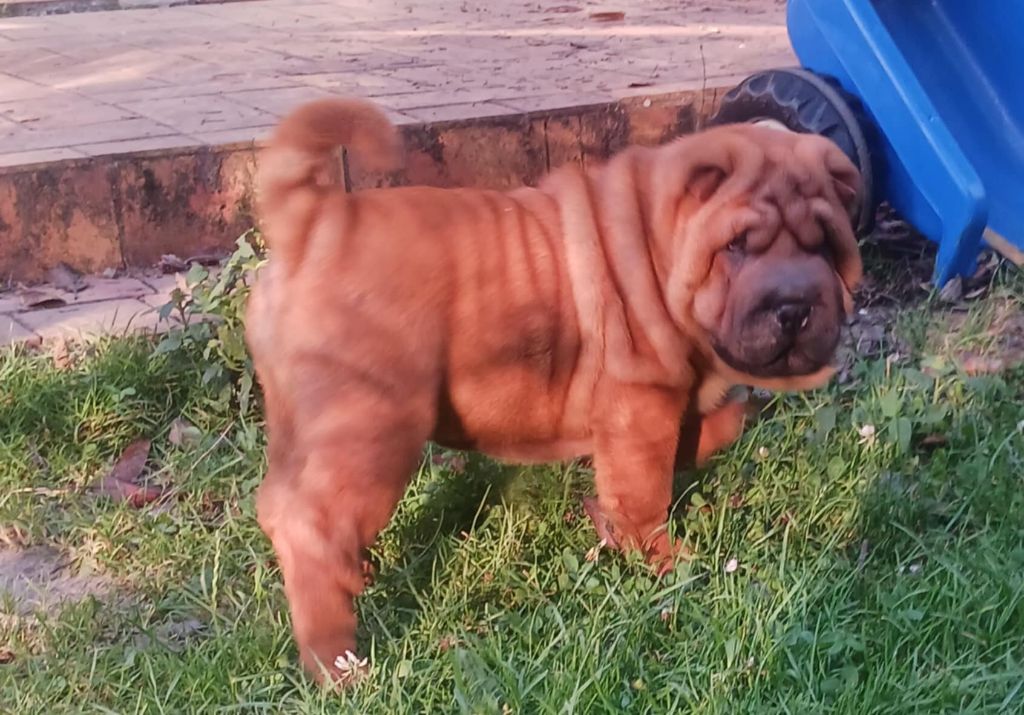 De L'Esprit De Buchido - Chiots disponibles - Shar Pei