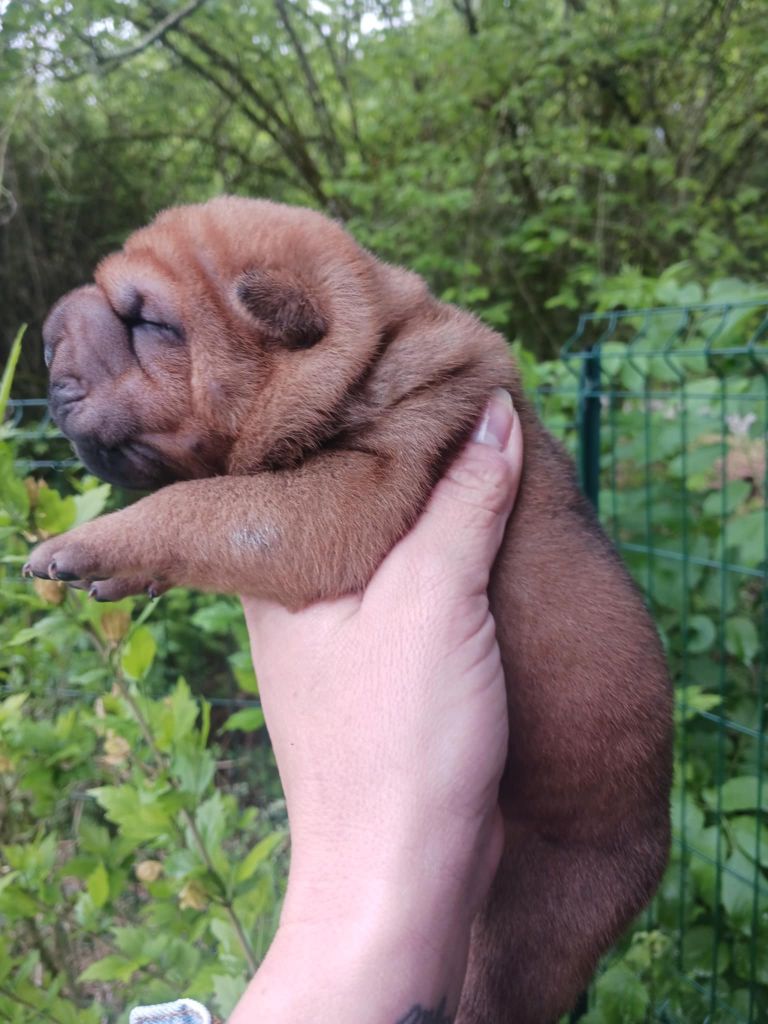 De L'Esprit De Buchido - Chiots disponibles - Shar Pei