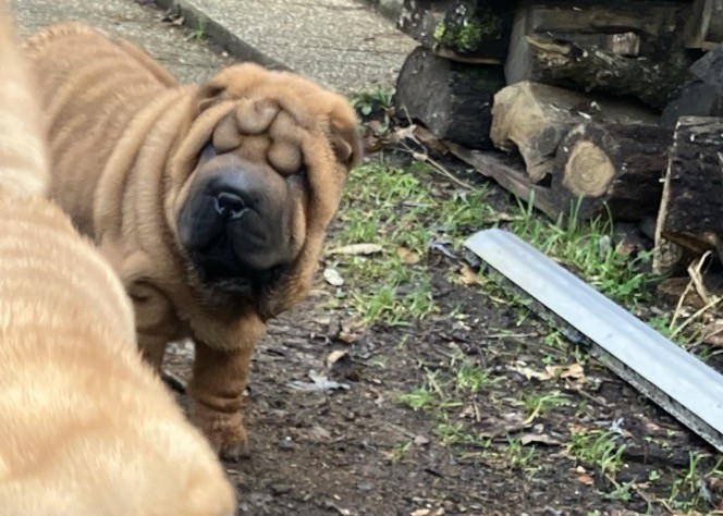 De L'Esprit De Buchido - Chiots disponibles - Shar Pei