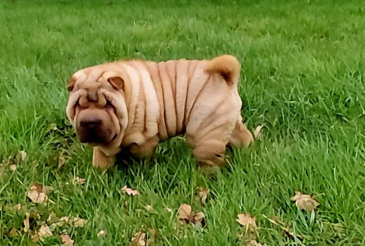 De L'Esprit De Buchido - Chiots disponibles - Shar Pei