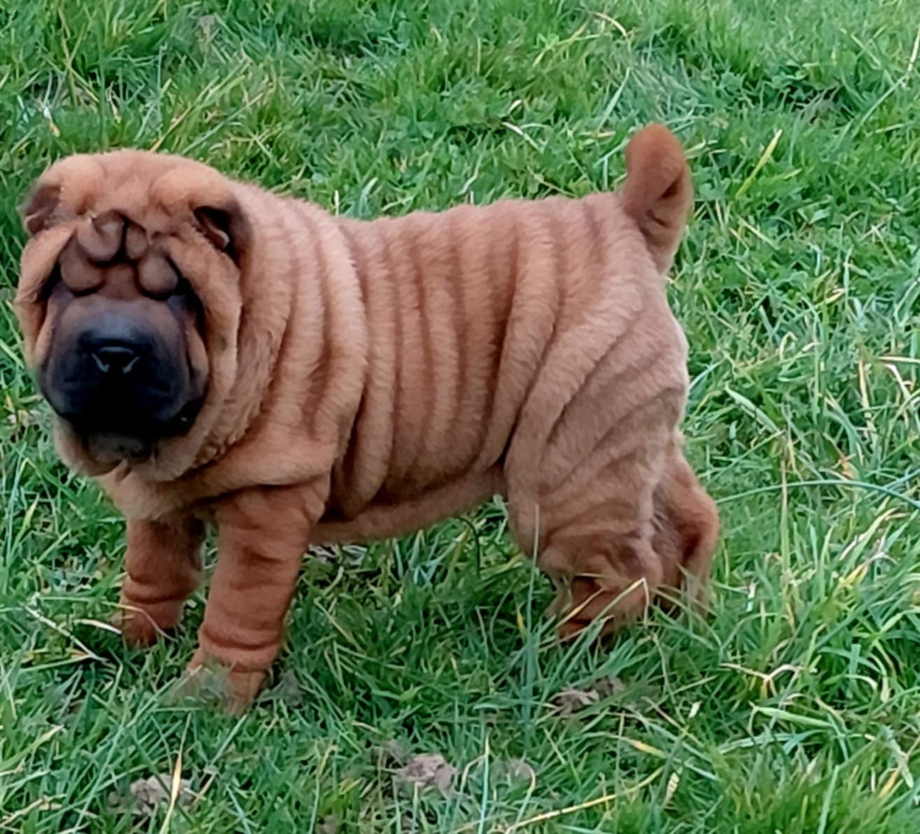 De L'Esprit De Buchido - Chiots disponibles - Shar Pei