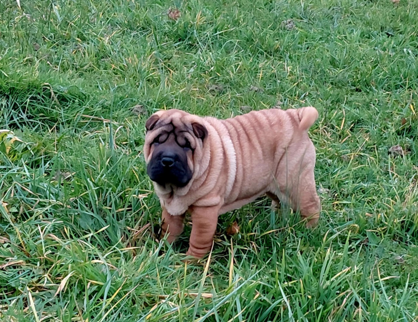 De L'Esprit De Buchido - Chiots disponibles - Shar Pei