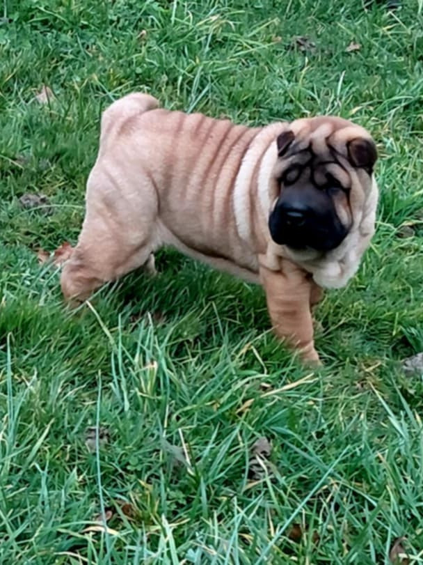 De L'Esprit De Buchido - Chiots disponibles - Shar Pei