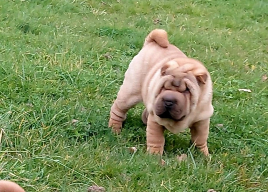 De L'Esprit De Buchido - Chiots disponibles - Shar Pei