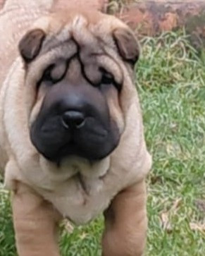 De L'Esprit De Buchido - Chiots disponibles - Shar Pei