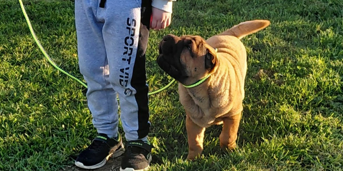 De L'Esprit De Buchido - Chiots disponibles - Shar Pei