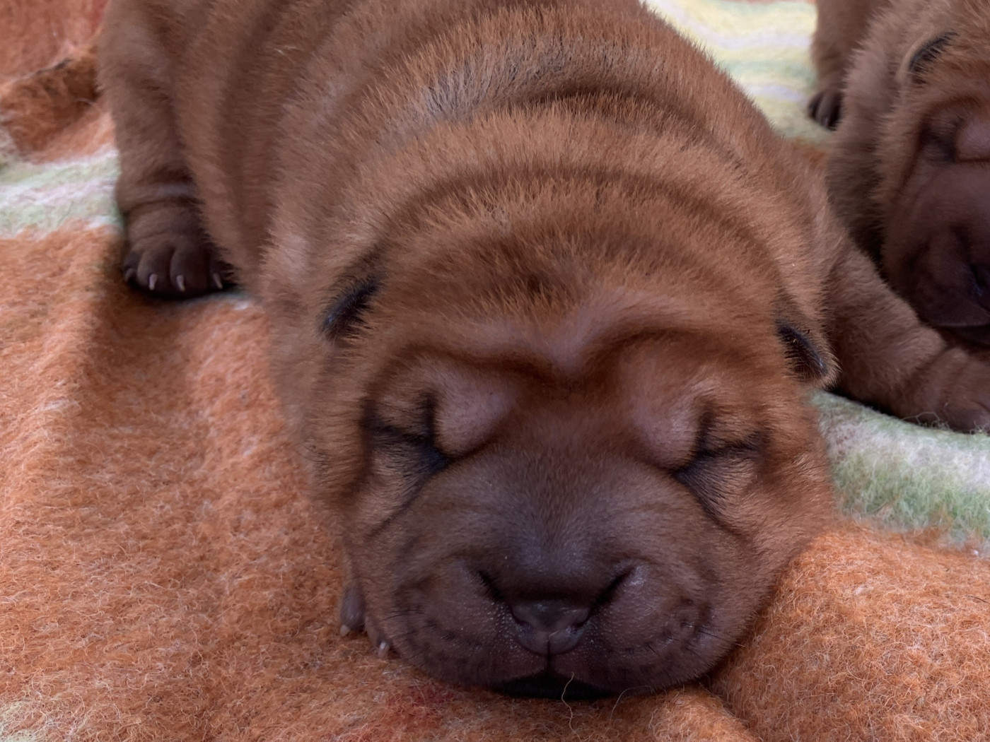 De L'Esprit De Buchido - Chiots disponibles - Shar Pei