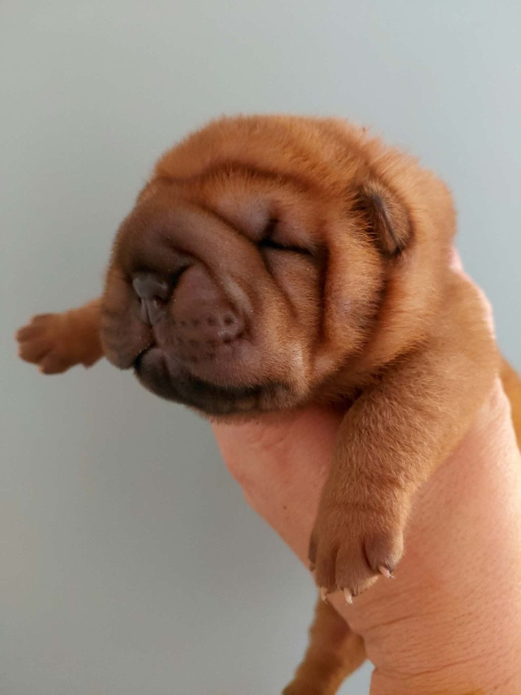 De L'Esprit De Buchido - Chiots disponibles - Shar Pei