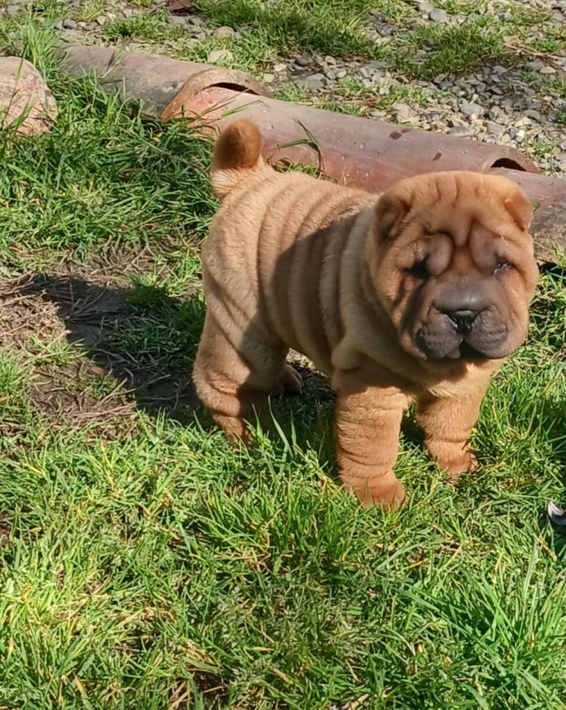 De L'Esprit De Buchido - Chiots disponibles - Shar Pei