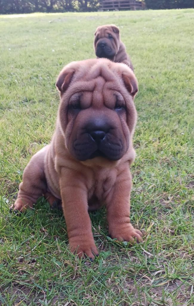 De L'Esprit De Buchido - Chiots disponibles - Shar Pei