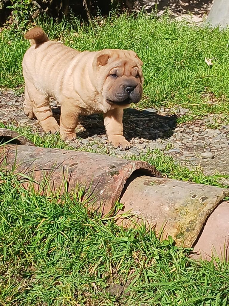 De L'Esprit De Buchido - Chiots disponibles - Shar Pei