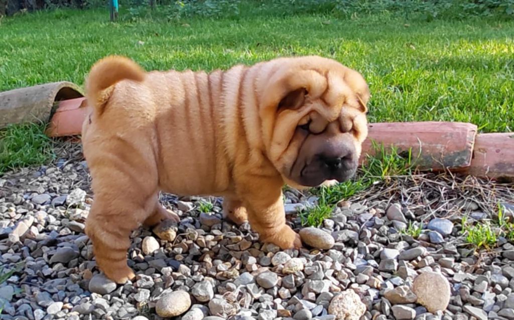 De L'Esprit De Buchido - Chiots disponibles - Shar Pei