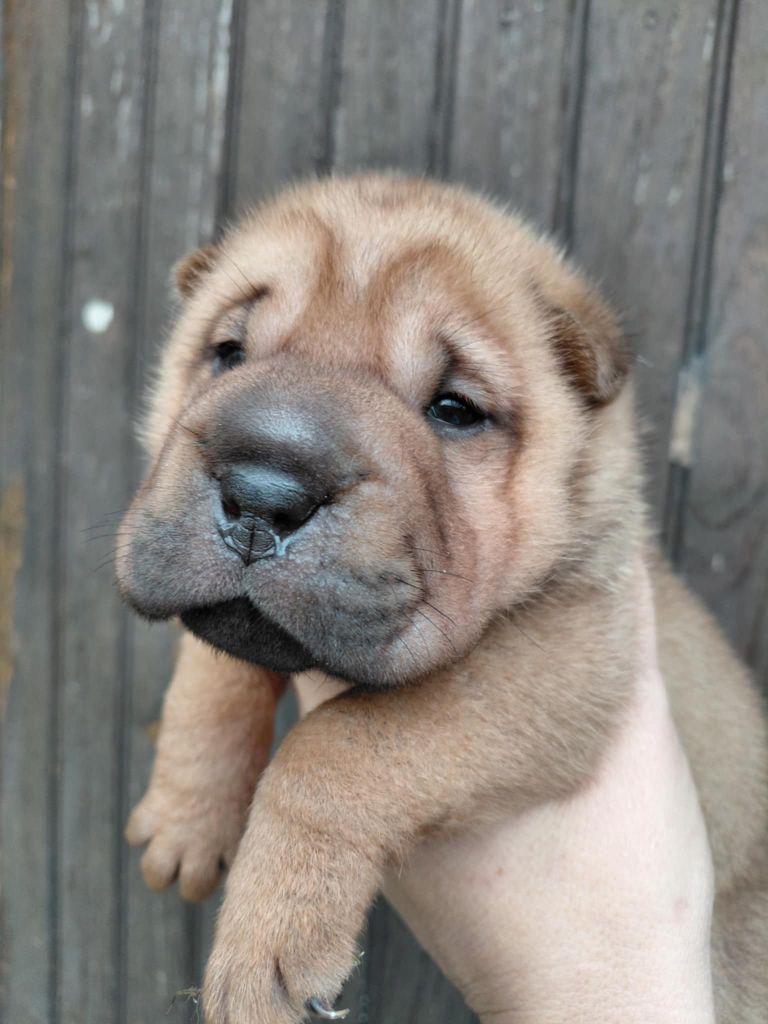 De L'Esprit De Buchido - Chiots disponibles - Shar Pei