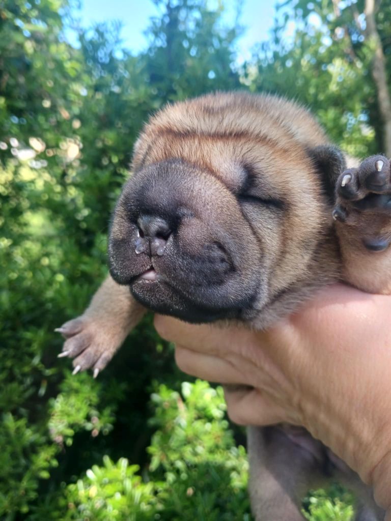 De L'Esprit De Buchido - Chiots disponibles - Shar Pei